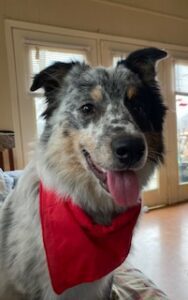 black and white border collie in red bandanna