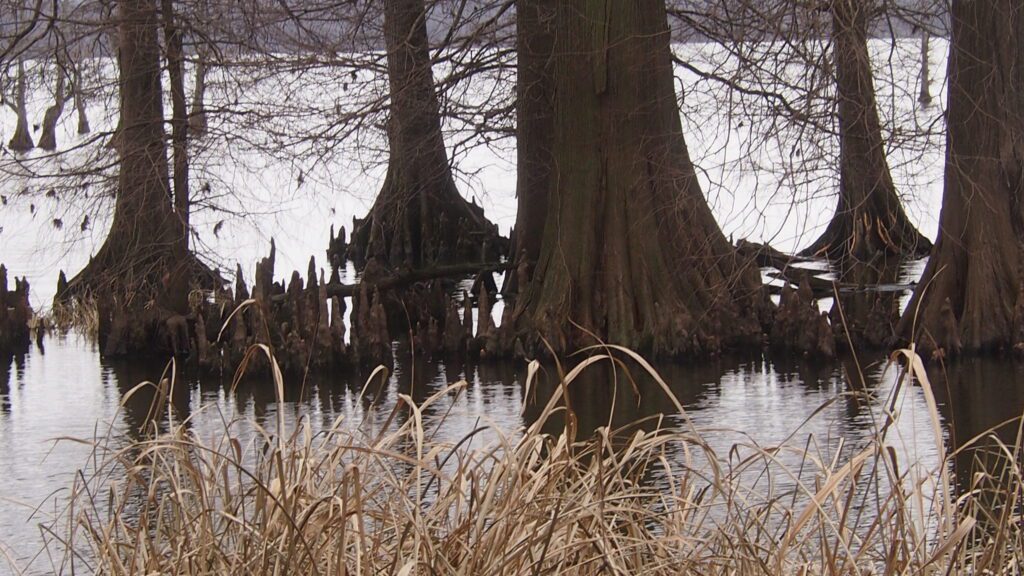 An image of cypress trees growing out of the water of Reelfoot Lake